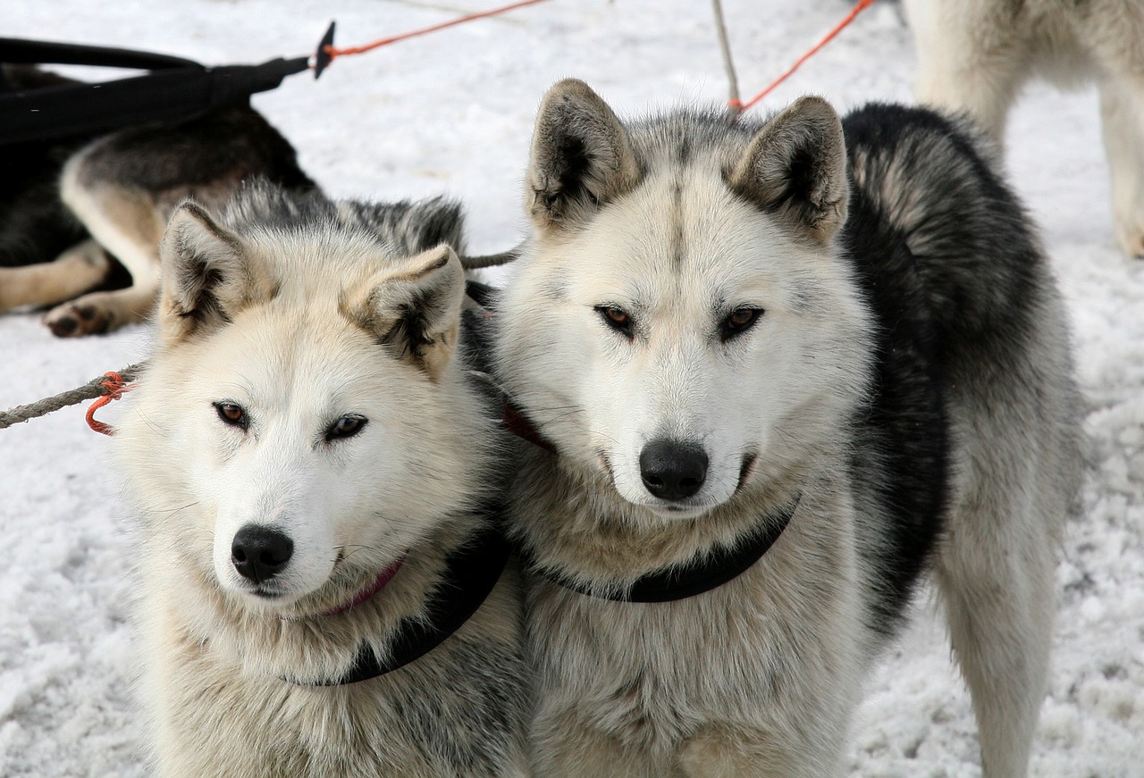 Image - dog laika husky race sleds