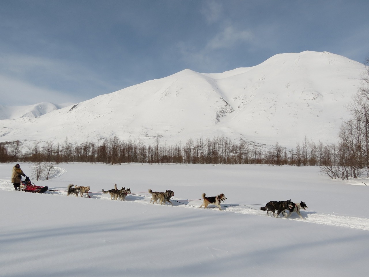 Image - dog laika husky race sleds