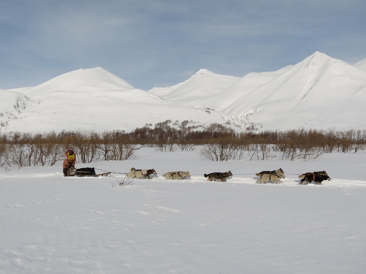 Image - dog laika husky race sleds