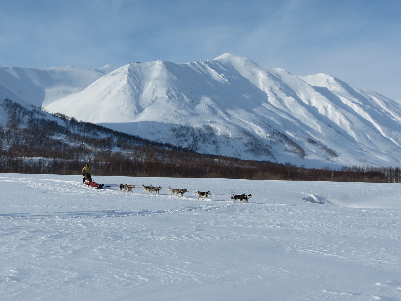 Image - dog laika husky race sleds