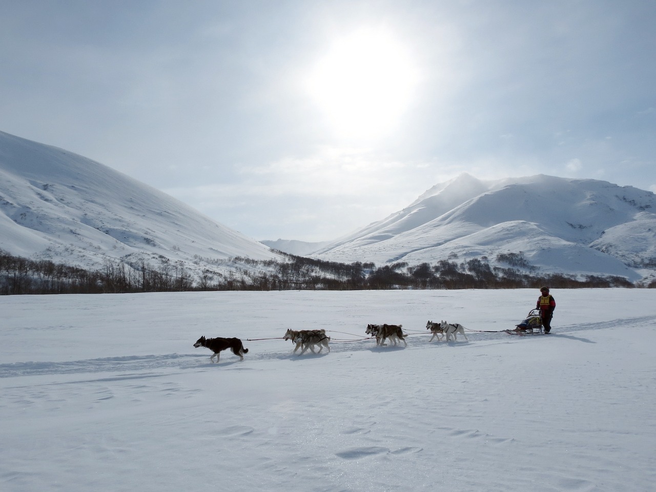 Image - dog laika husky race sleds