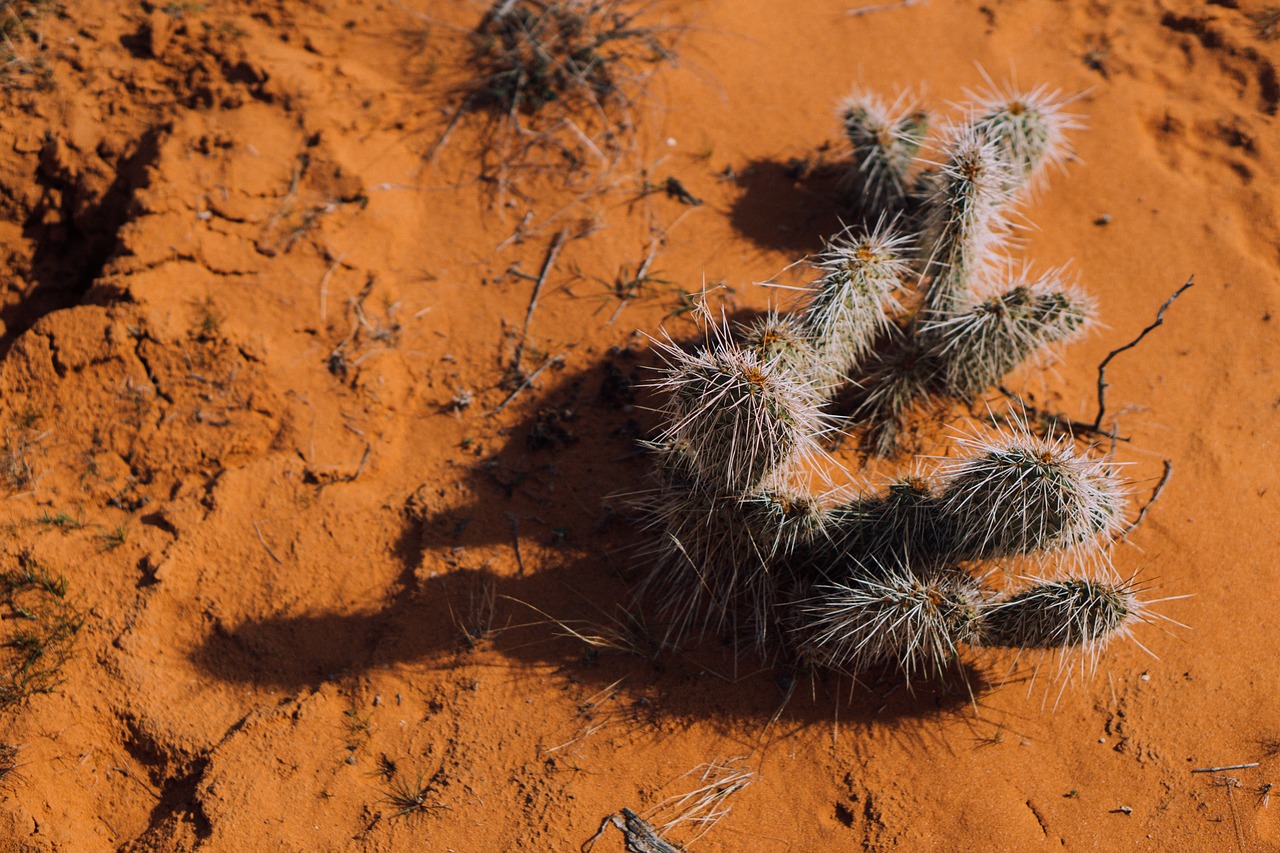 Image - thorns cactus plant desert land