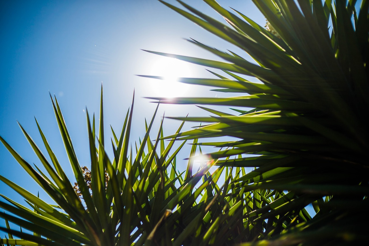 Image - sol direct day sky plant nature