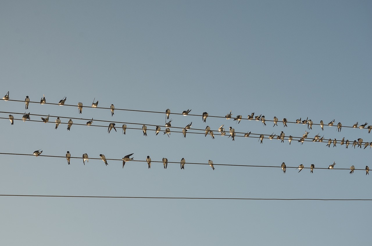 Image - blue sky line wire birds