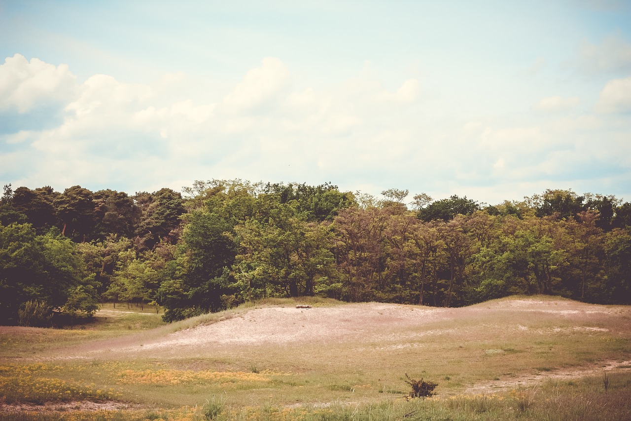 Image - green grassland trees plant field