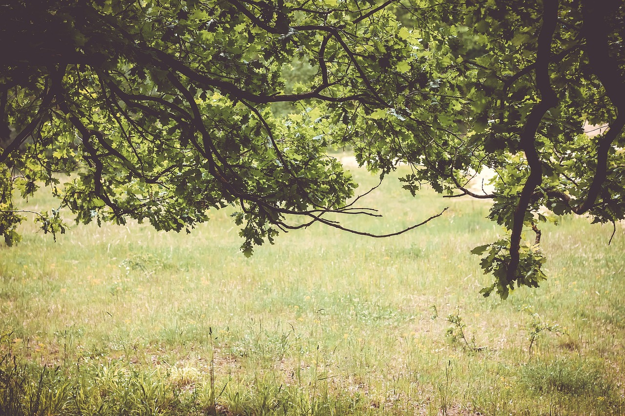 Image - green grassland trees plant field