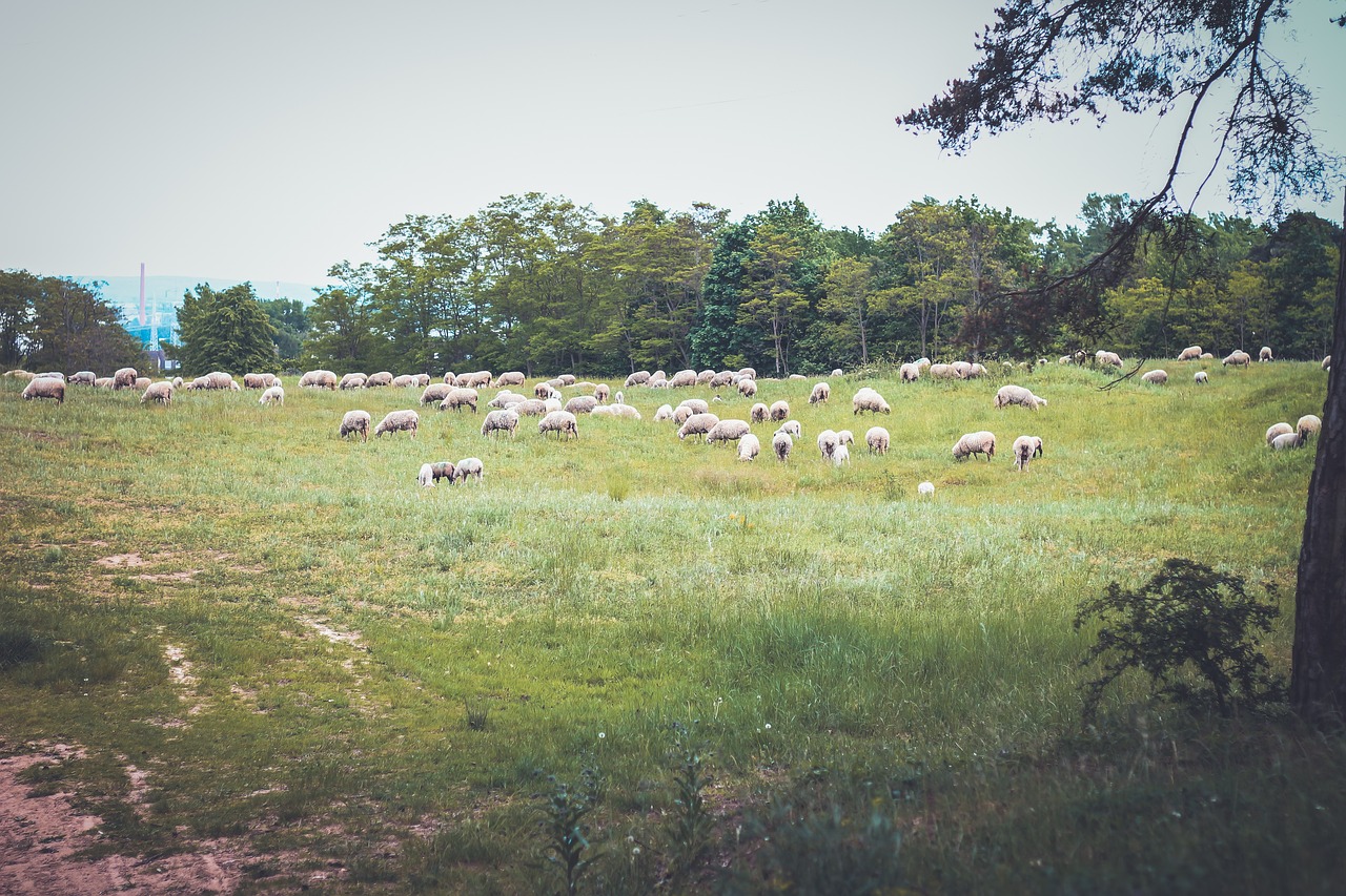 Image - sheep animal green grass farm