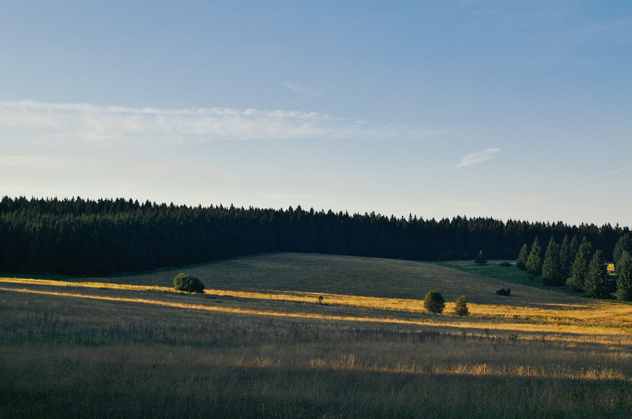 Image - trees plants nature farm grass