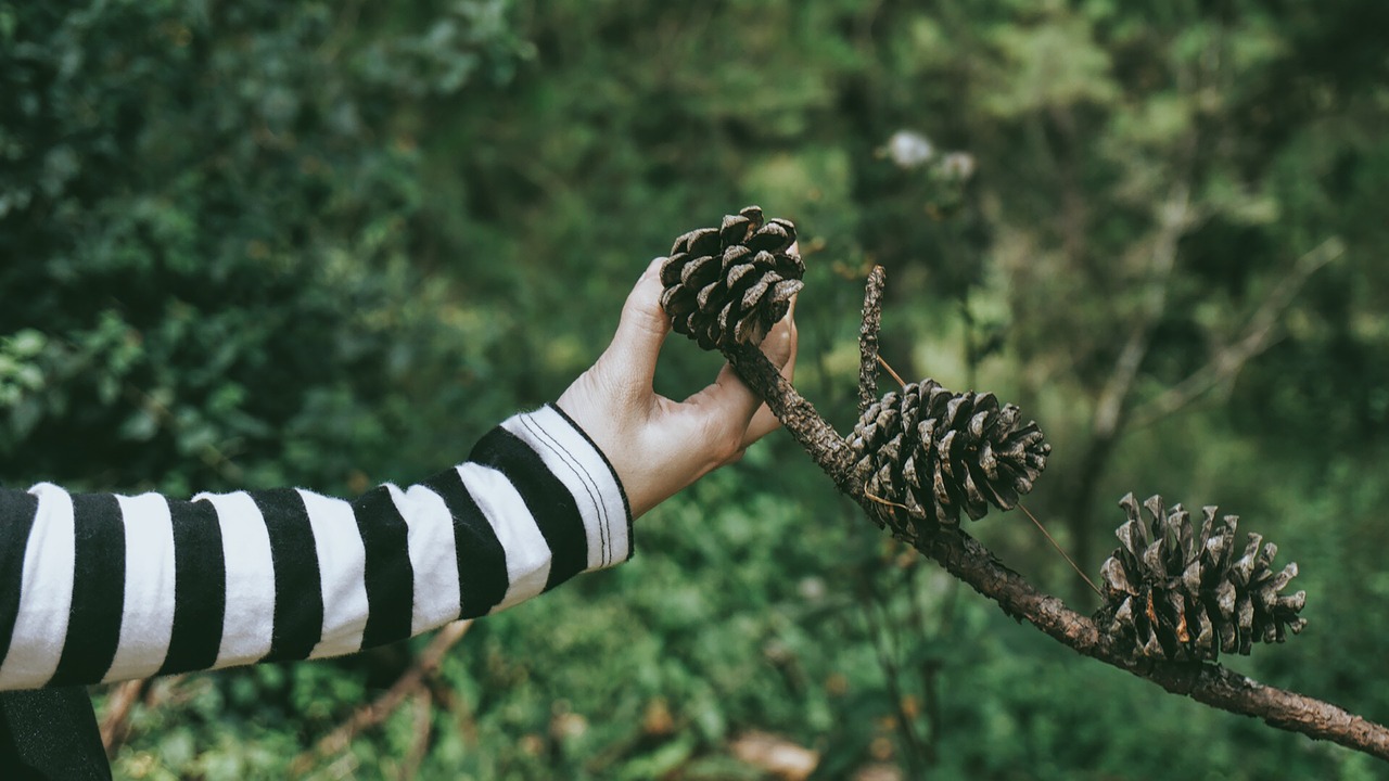 Image - green grass plants branch pine