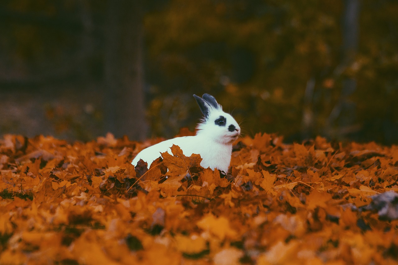 Image - leaves fall autumn blur rabbit