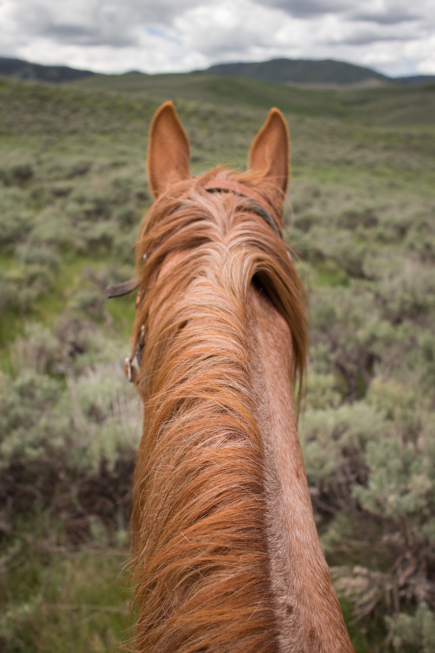 Image - hair horse animal highland grass