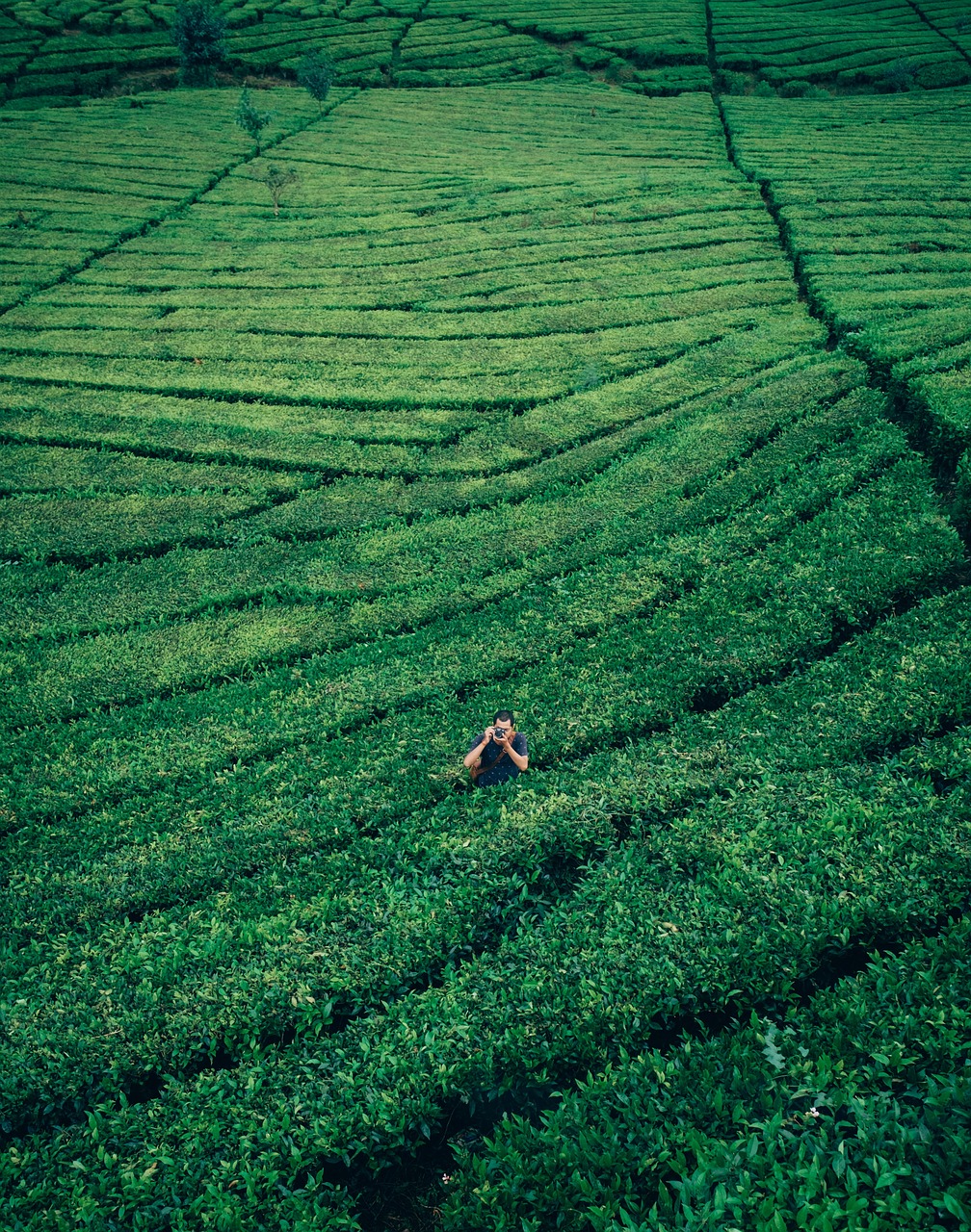 Image - green plants nature agriculture