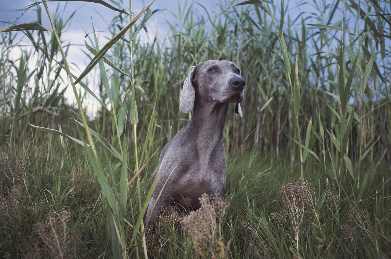 Image - pet dog animal green grass nature