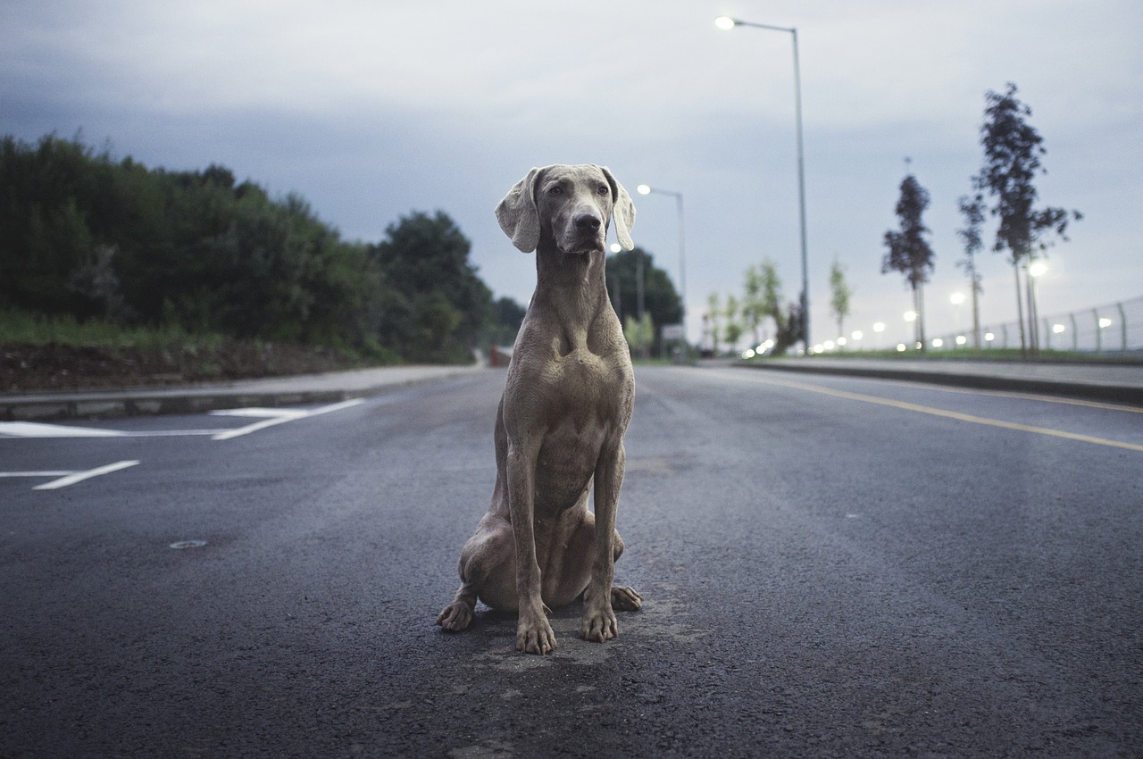 Image - breed dog animal clouds sky