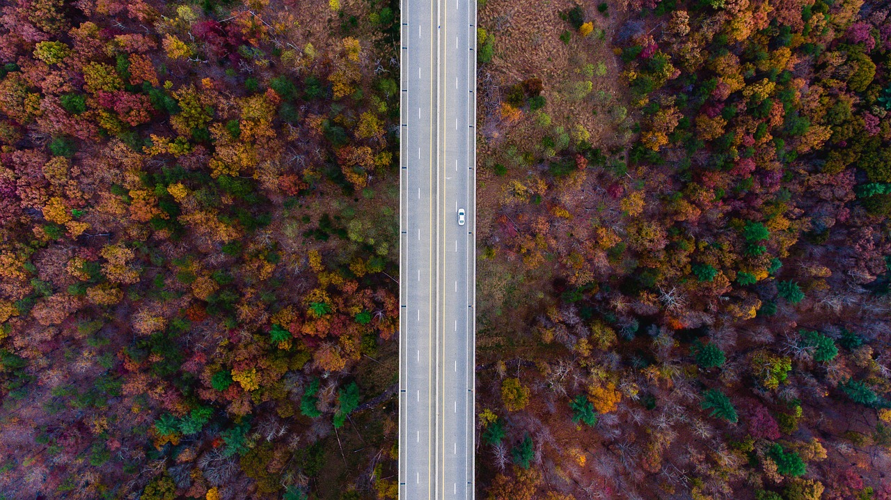 Image - aerial view trees plants fall