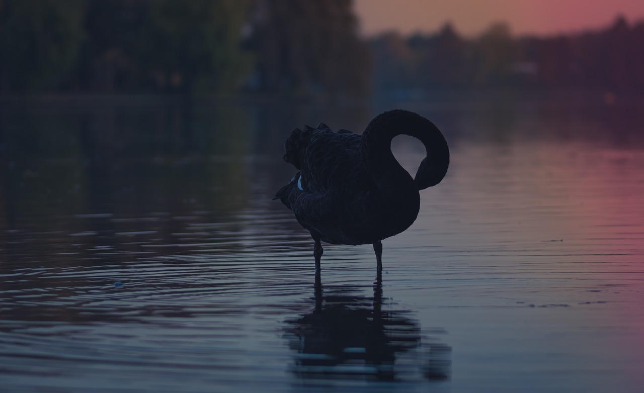 Image - water bird animal dark