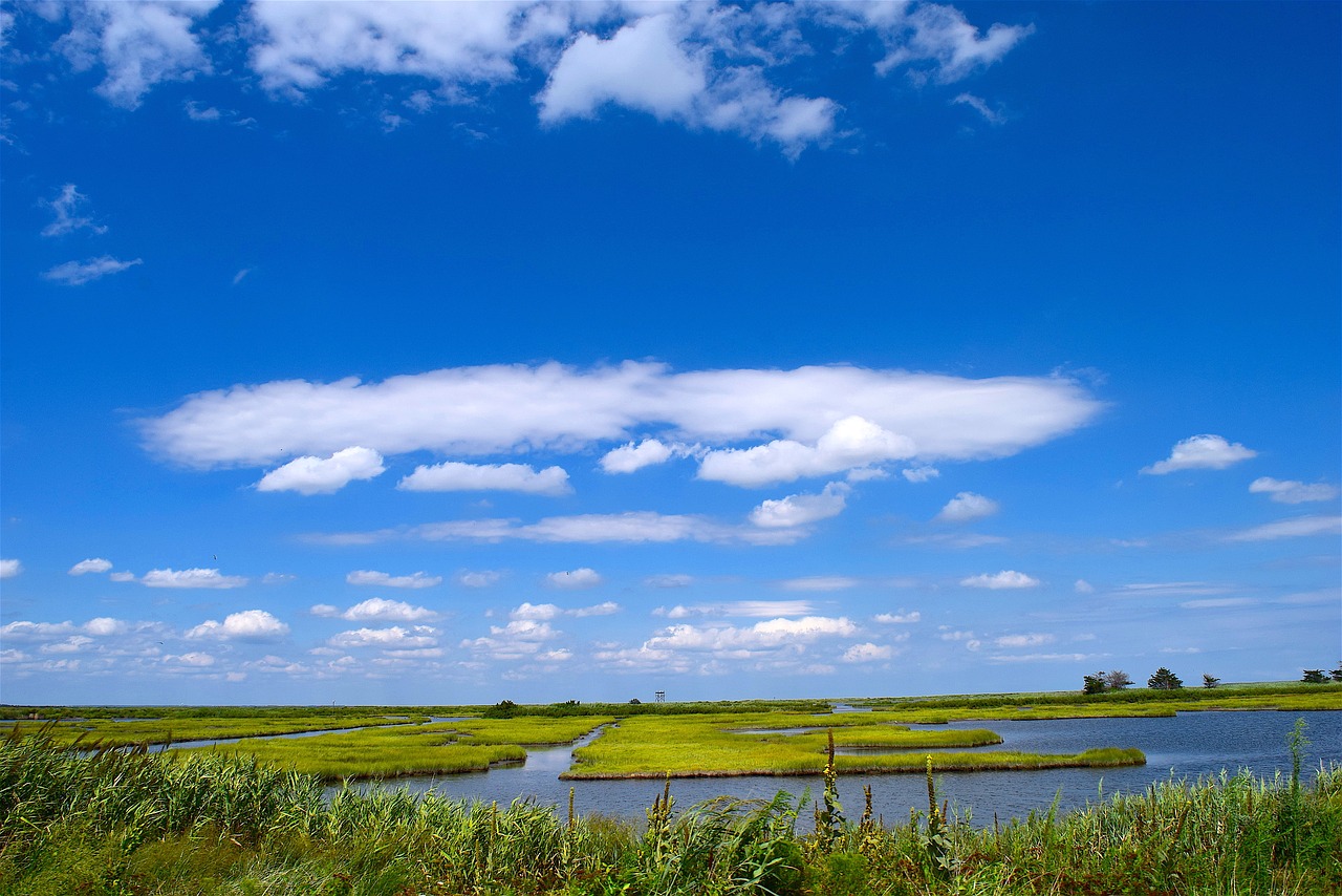 Image - marsh water sky grass nature