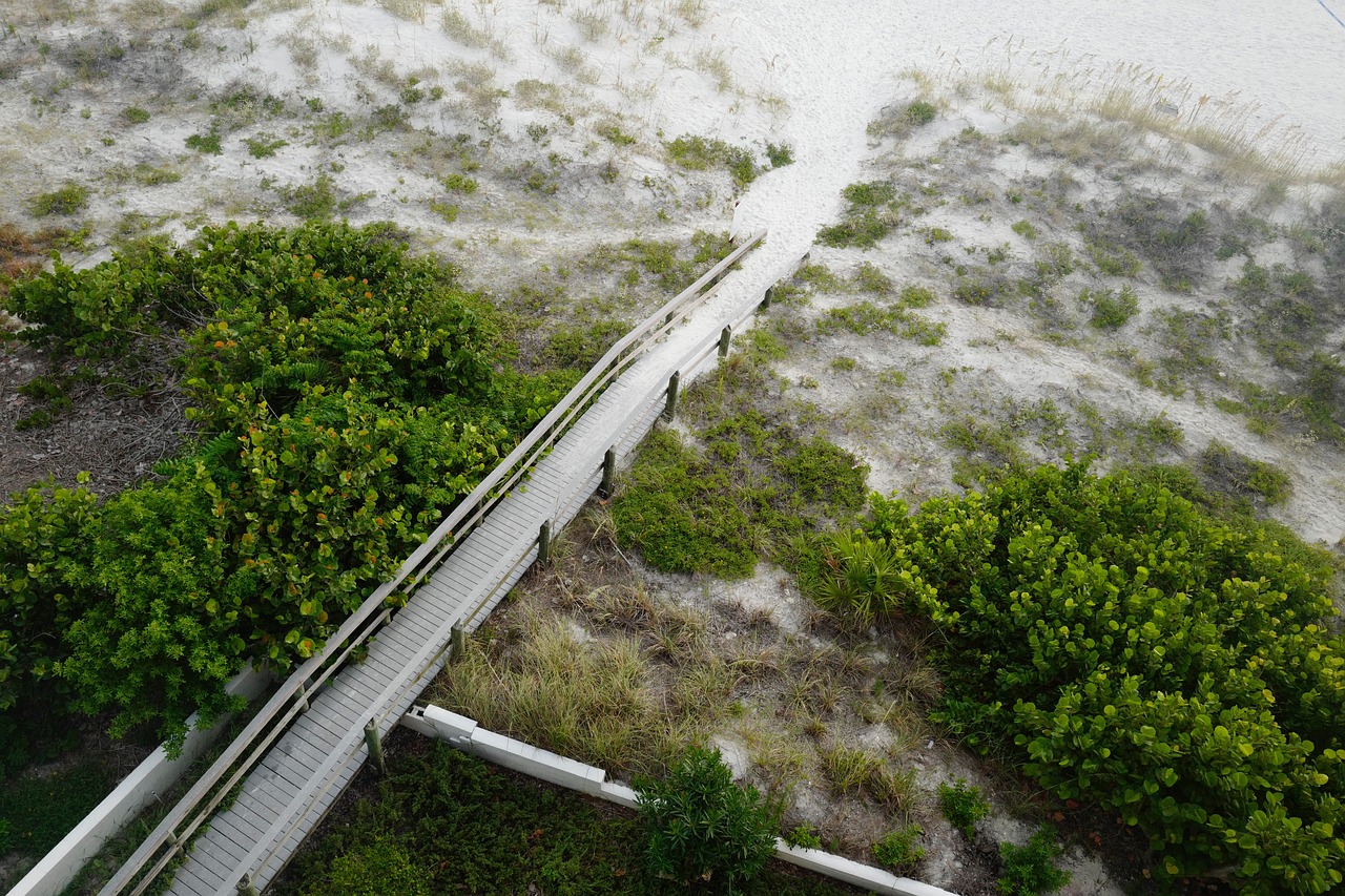 Image - bridge pathway trees plant nature