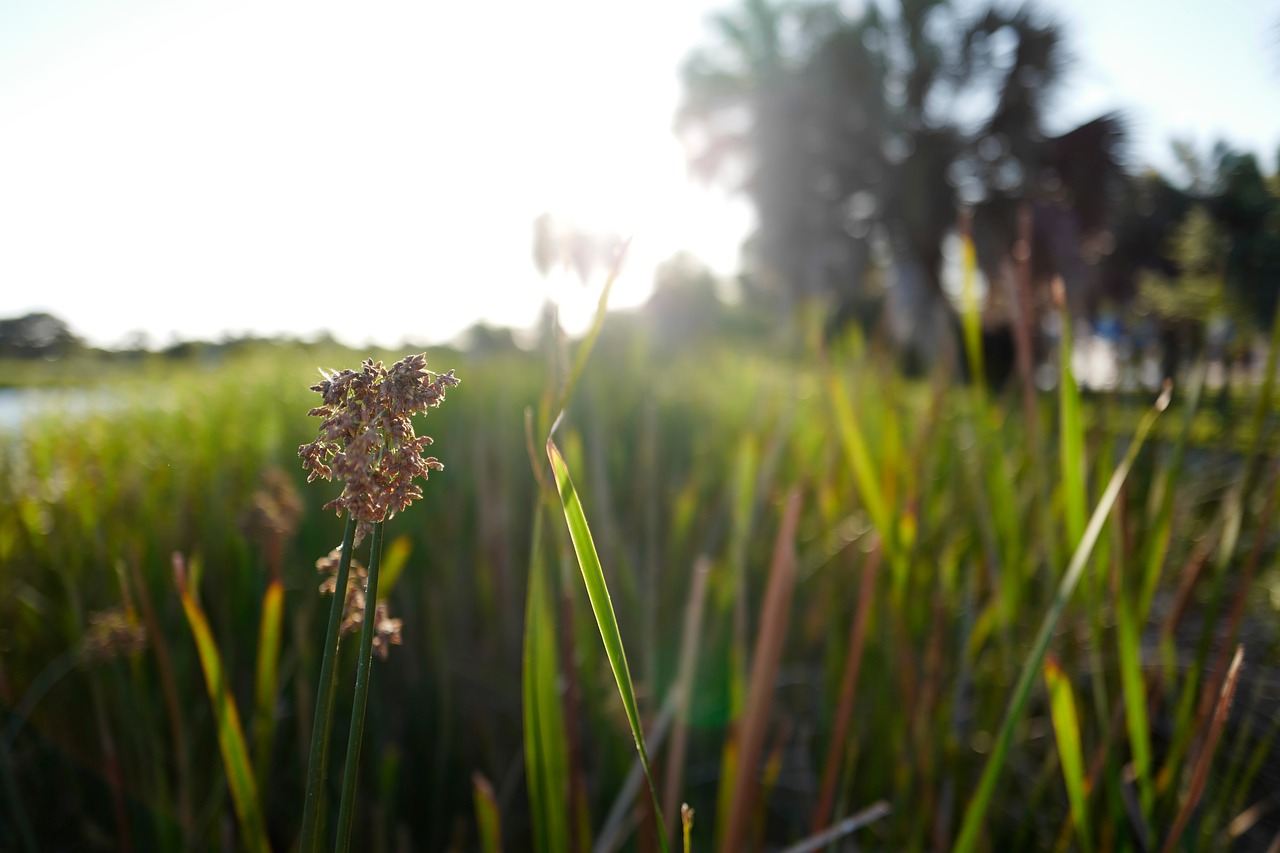 Image - green grass outdoor blur trees