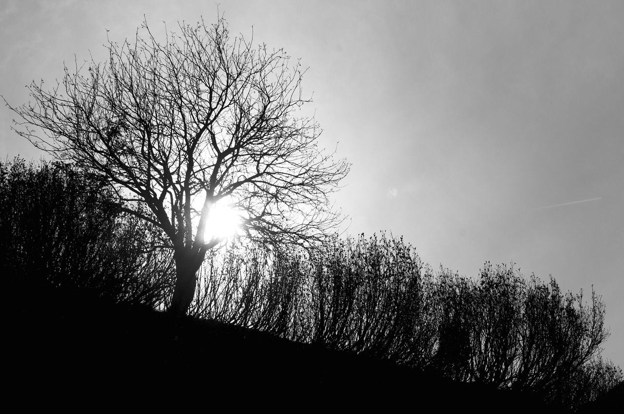 Image - highland tree plants nature grass