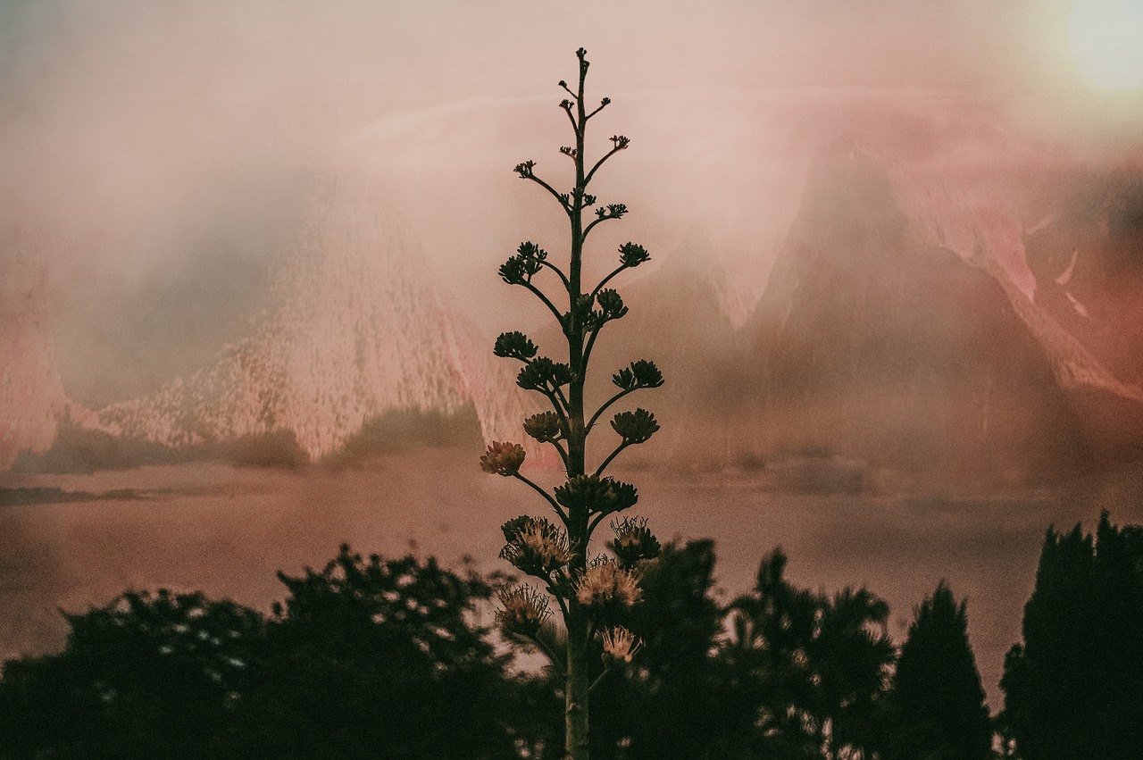 Image - trees plants flower nature green