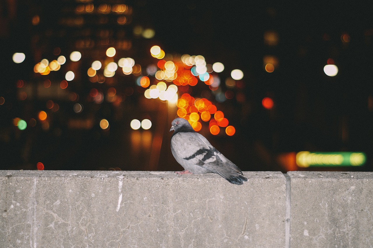 Image - wall bird dove pigeon dark night