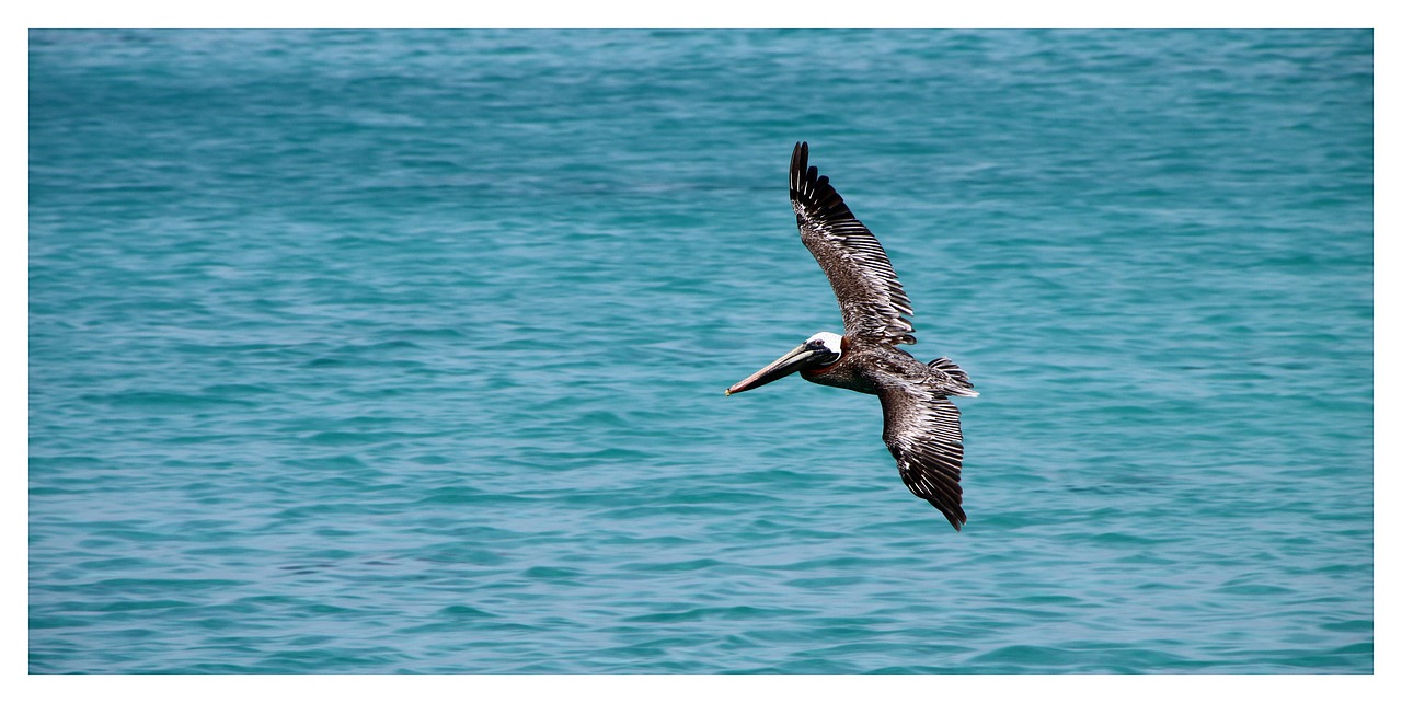 Image - pelikan bird brown pelican