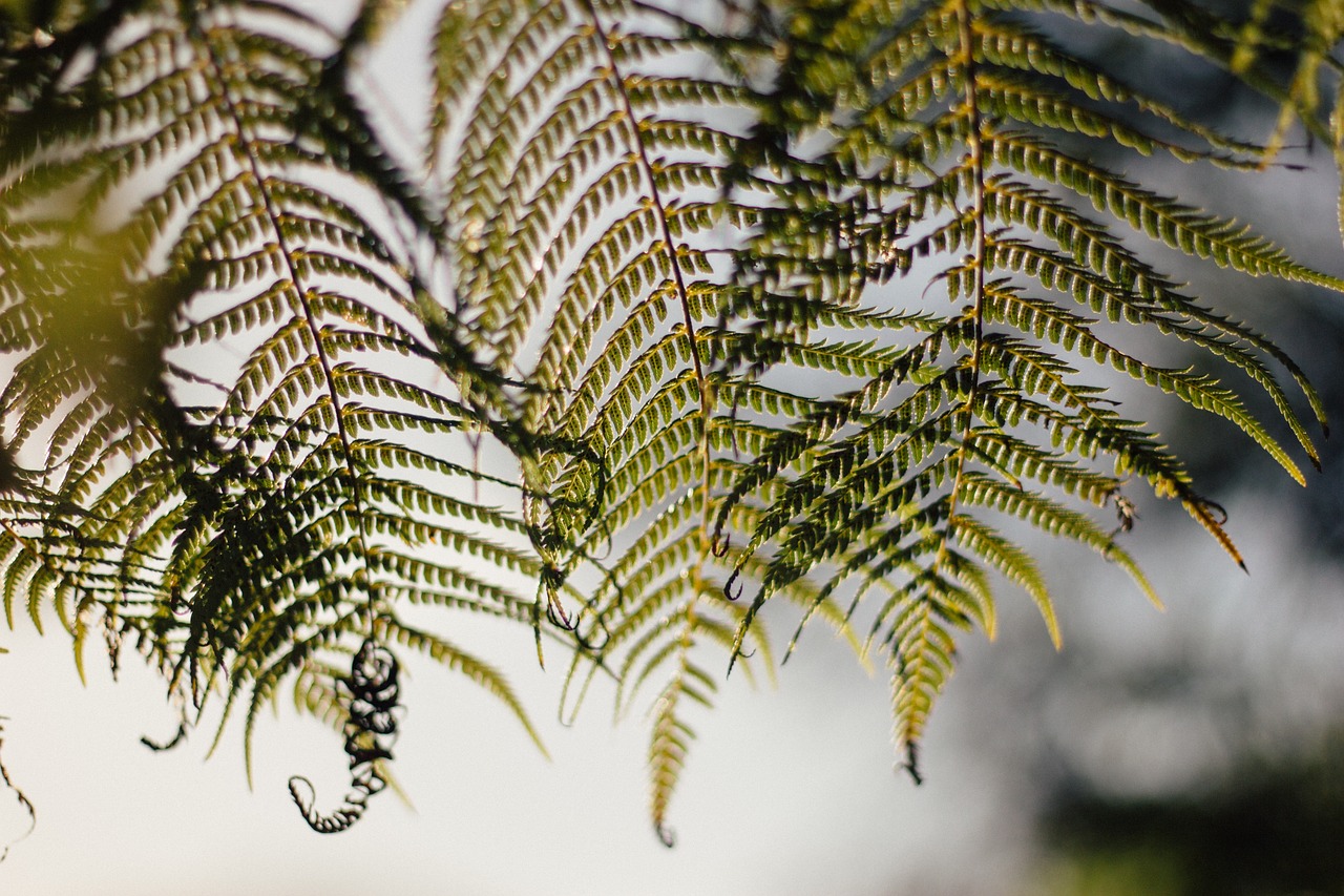 Image - green plant leaf fern nature