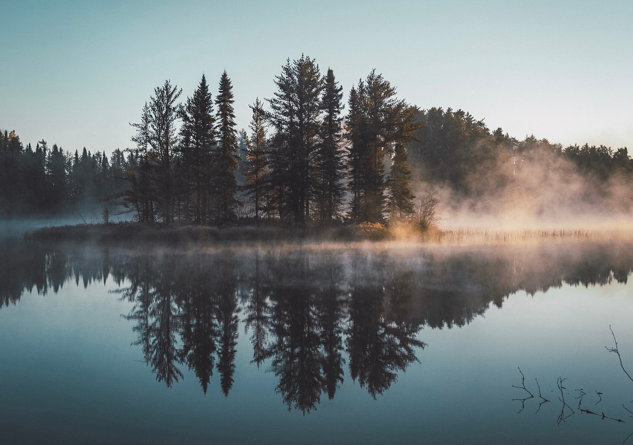 Image - trees plants nature fog cold lake