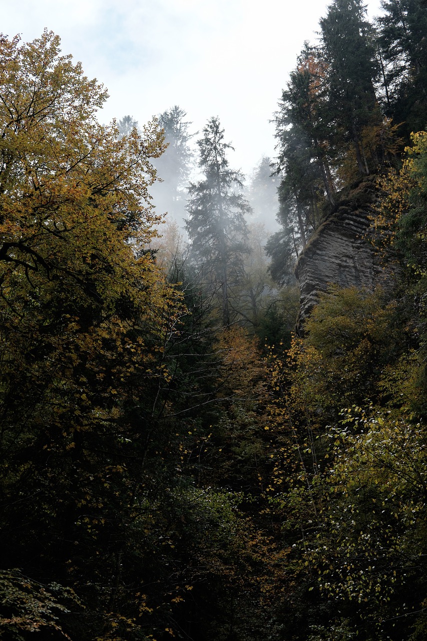 Image - sky trees green plants forest