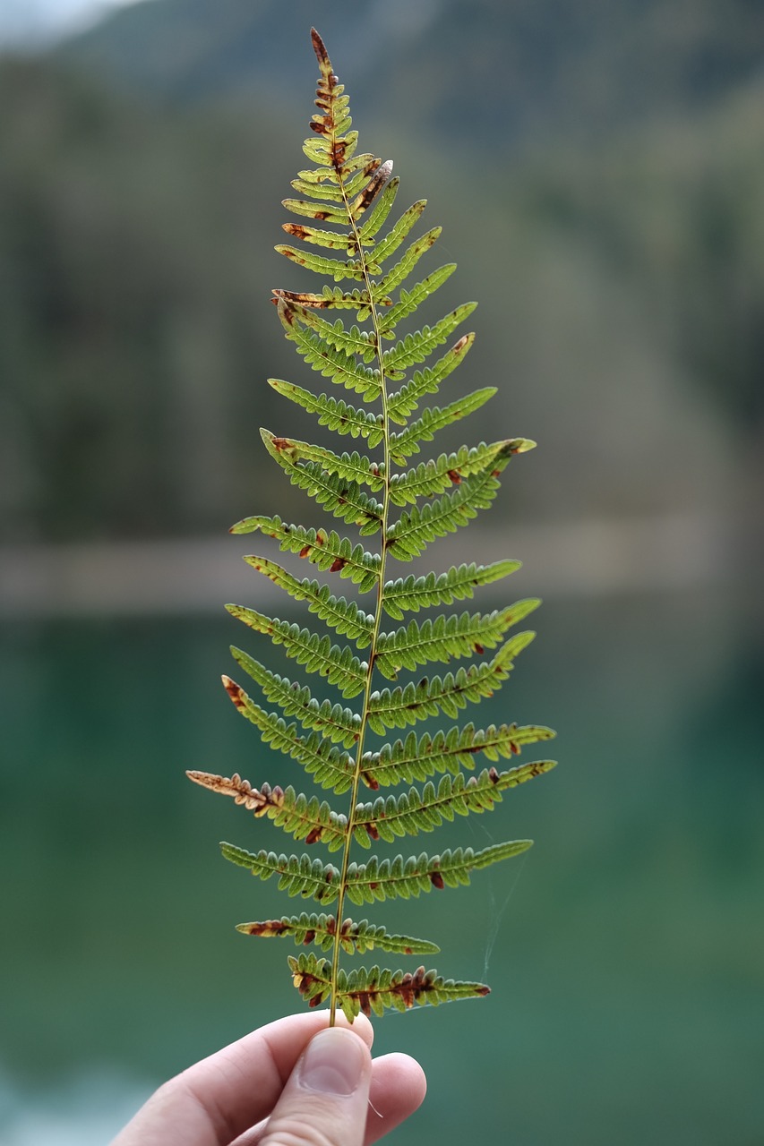 Image - hand leaf fern green plant nature