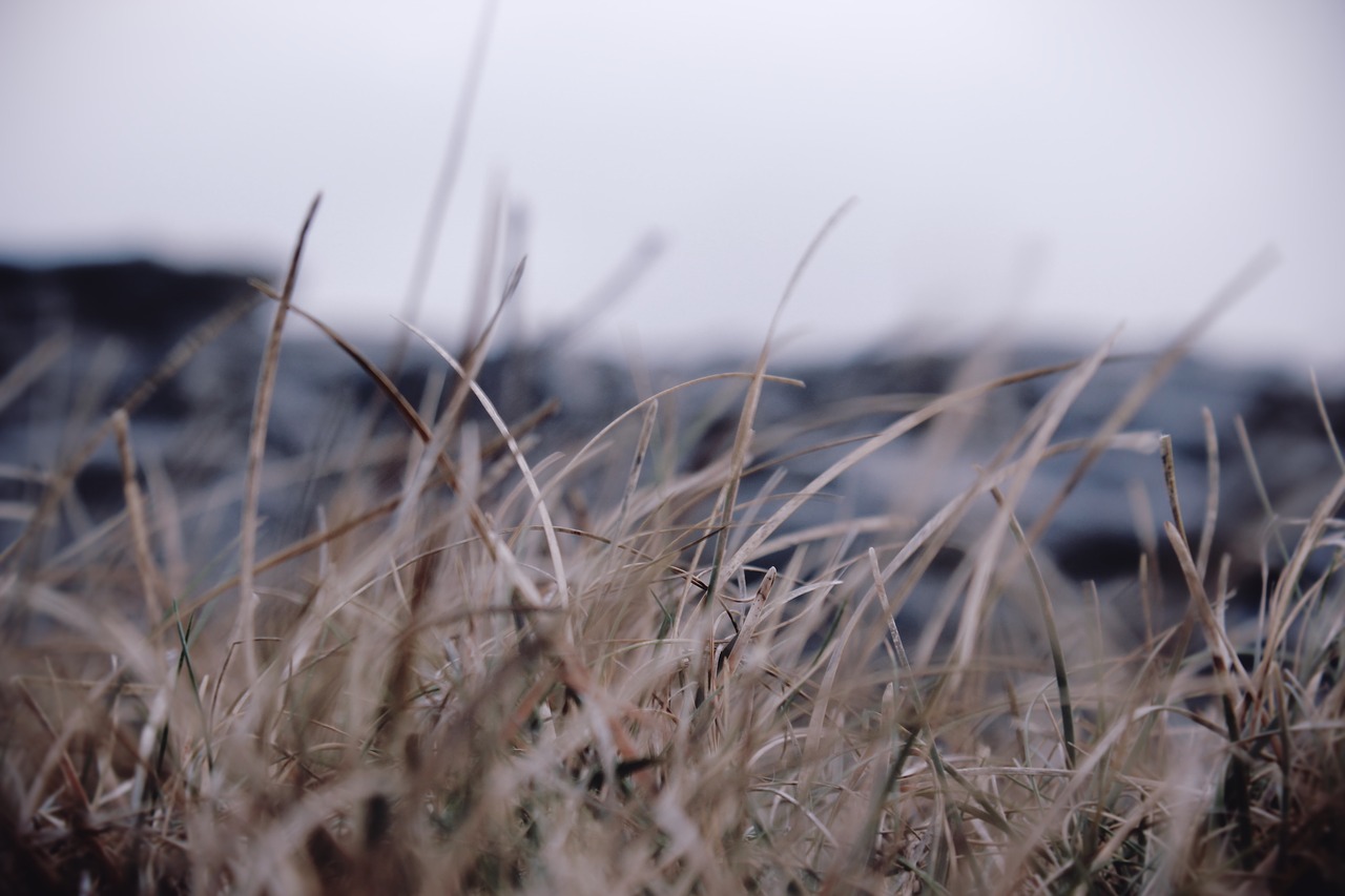 Image - grass outdoor blur sky