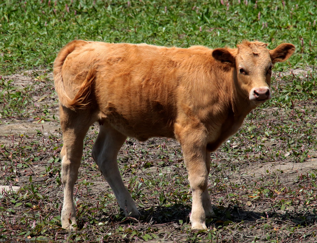 Image - manzanares spain calf cow riverbank