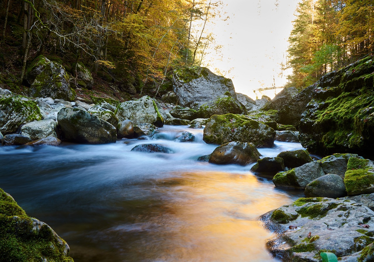 Image - trees plant nature stream water