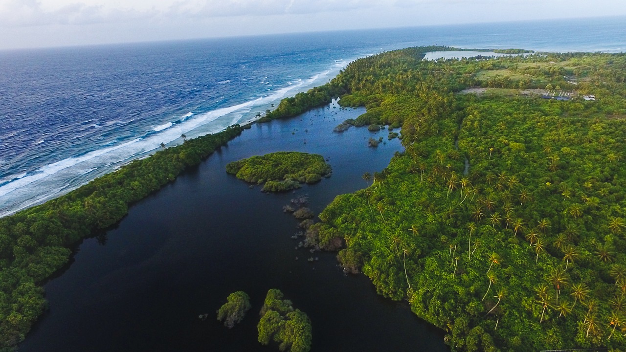 Image - green trees plants water aerial