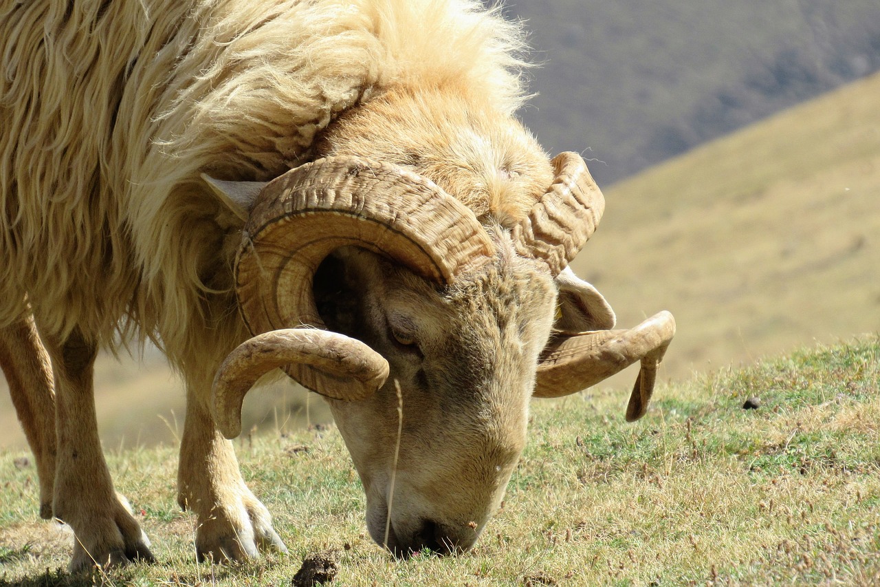 Image - grass animal big horn