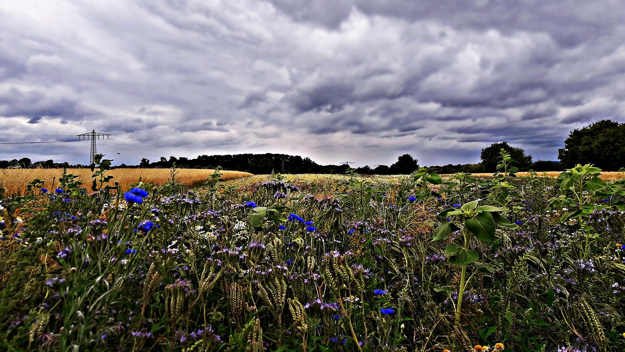 Image - field poppies cornflowers meadow