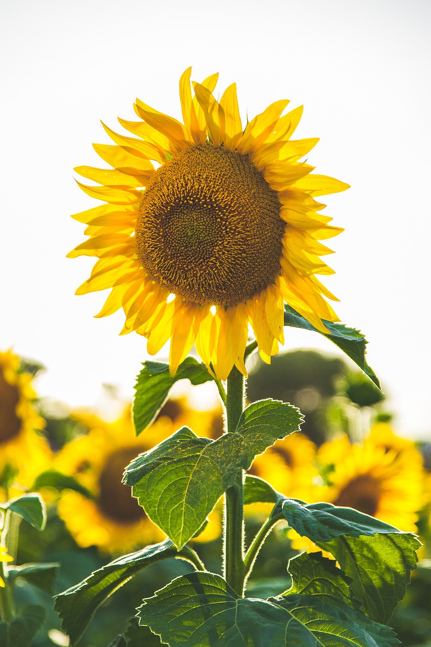 Image - sunflower yellow petal field farm