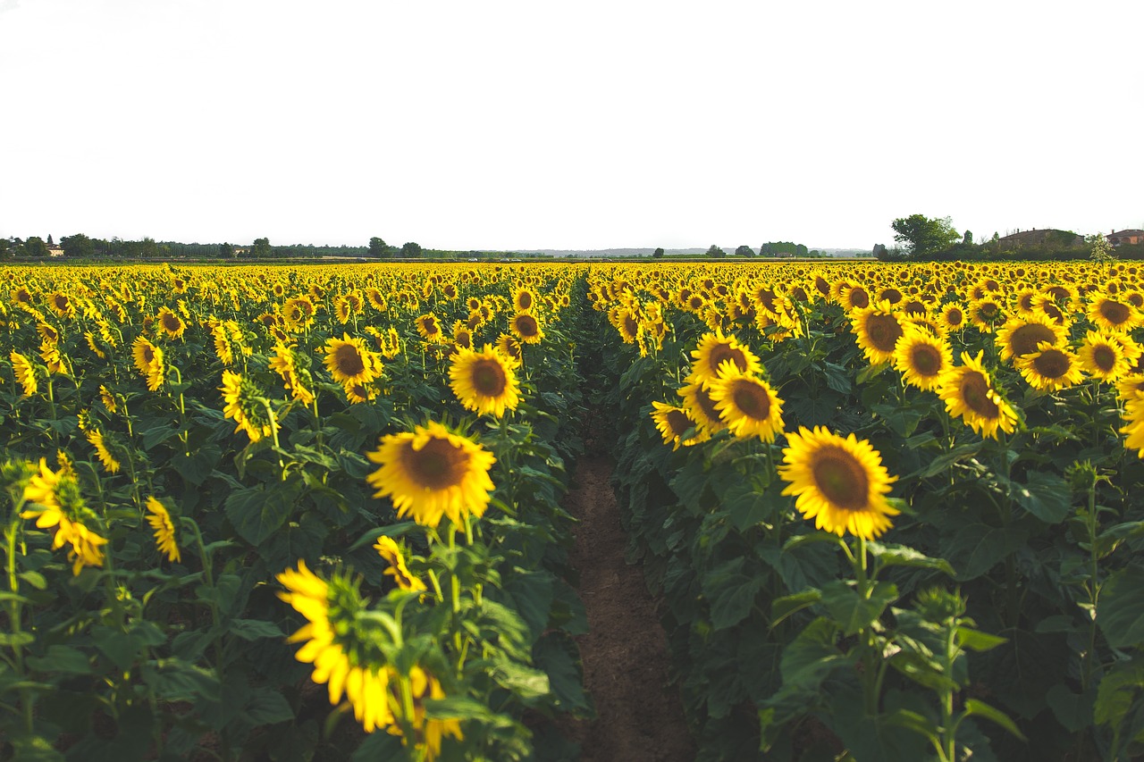 Image - sunflower yellow petal field farm