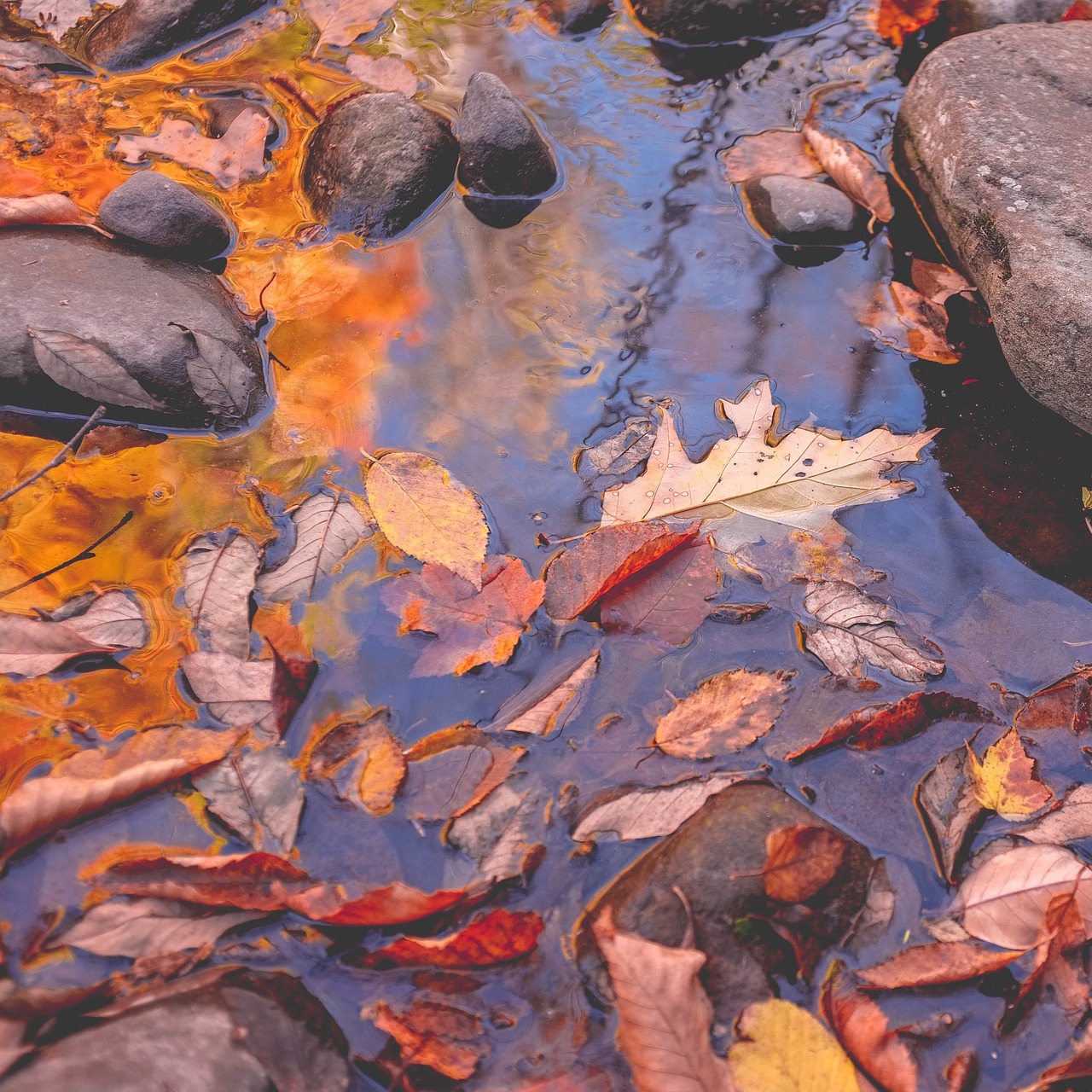 Image - wet rocks river nature leaves