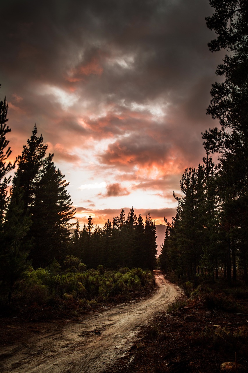 Image - path road nature trees plant dark