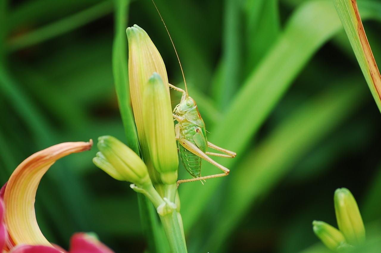 Image - grass grasshopper close meadow