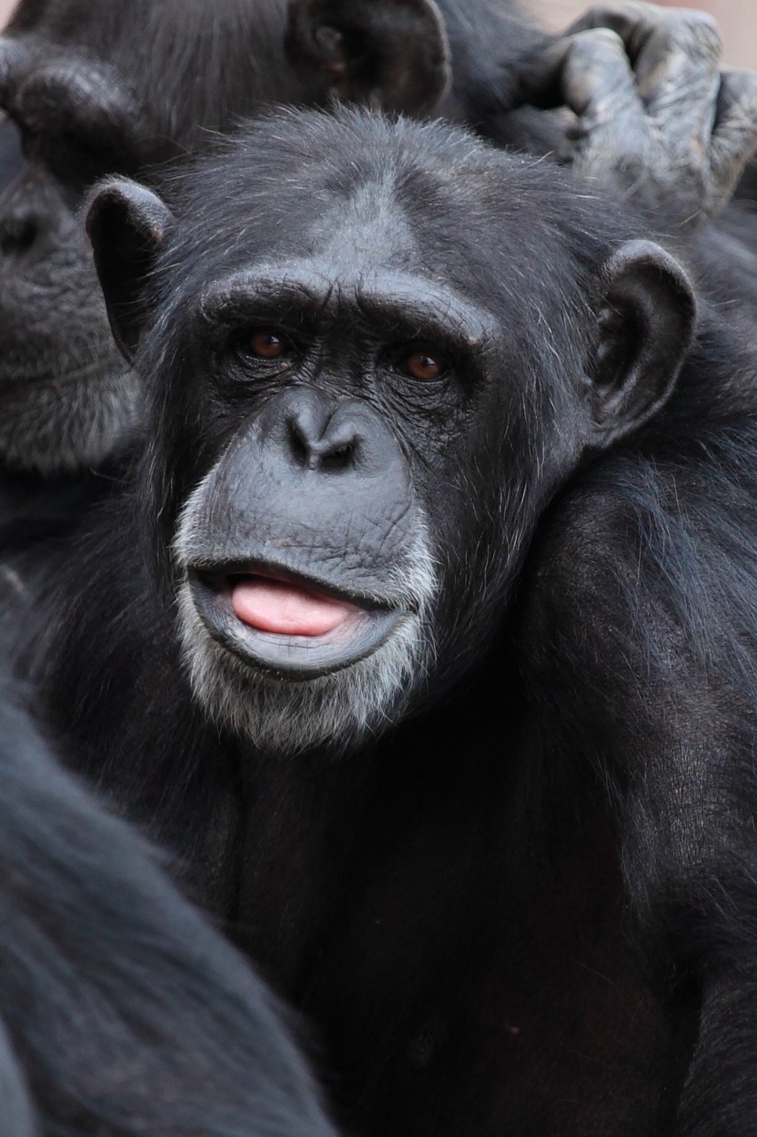 Image - animal ape chimp chimpanzee cute