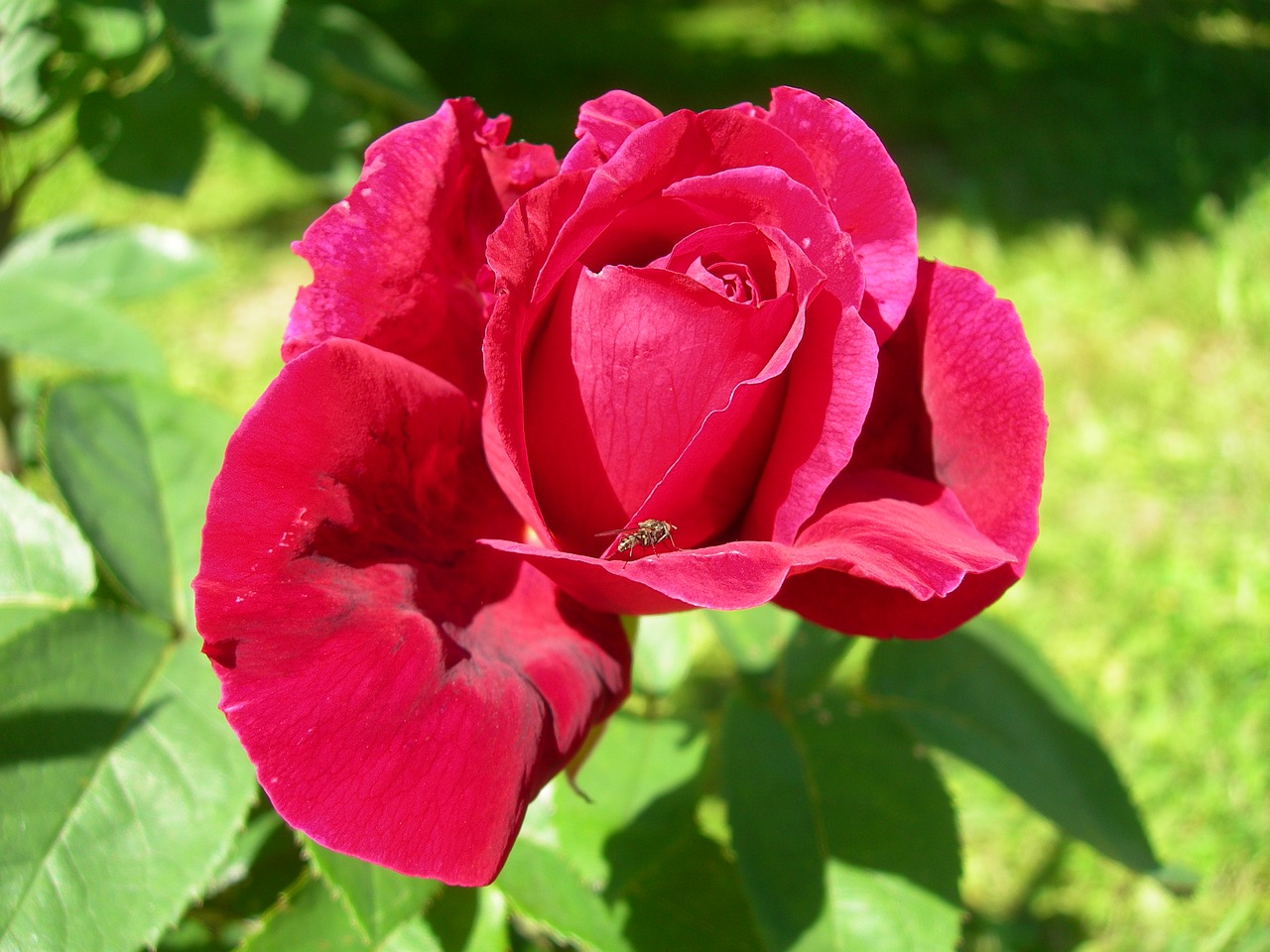 Image - red rose rose garden insect