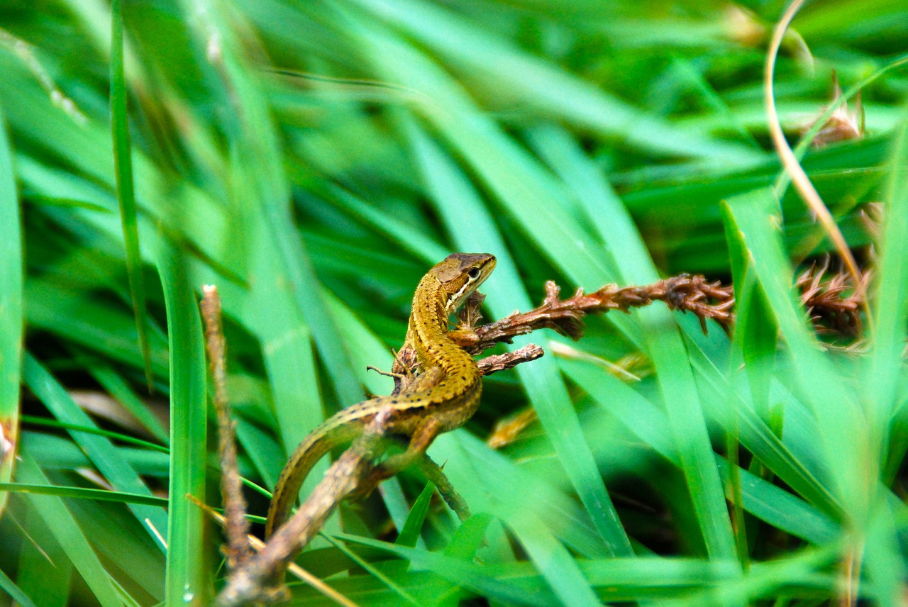 Image - lizard reptile nature animal wild