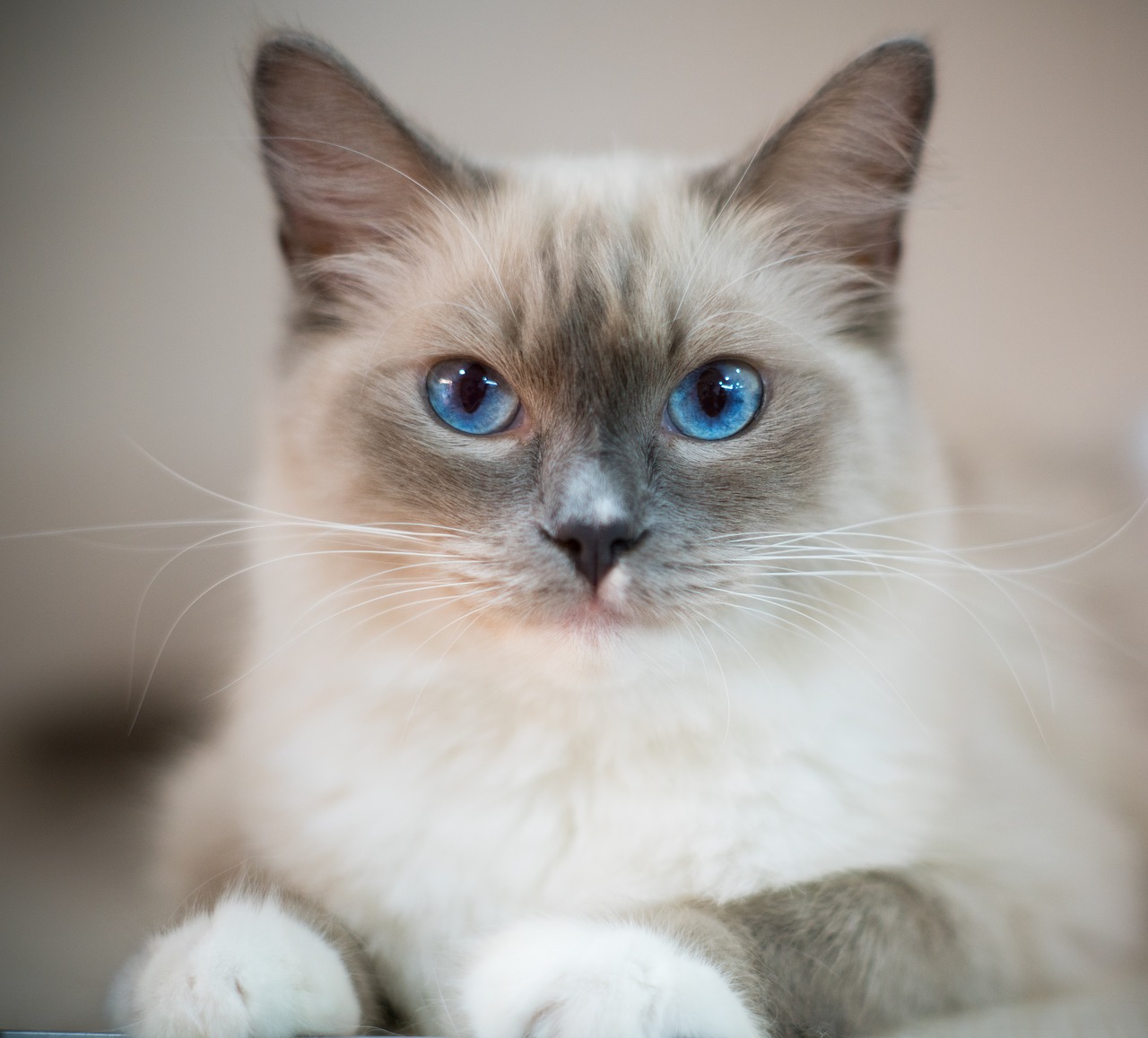 Image - blue eyes cat animal ragdoll