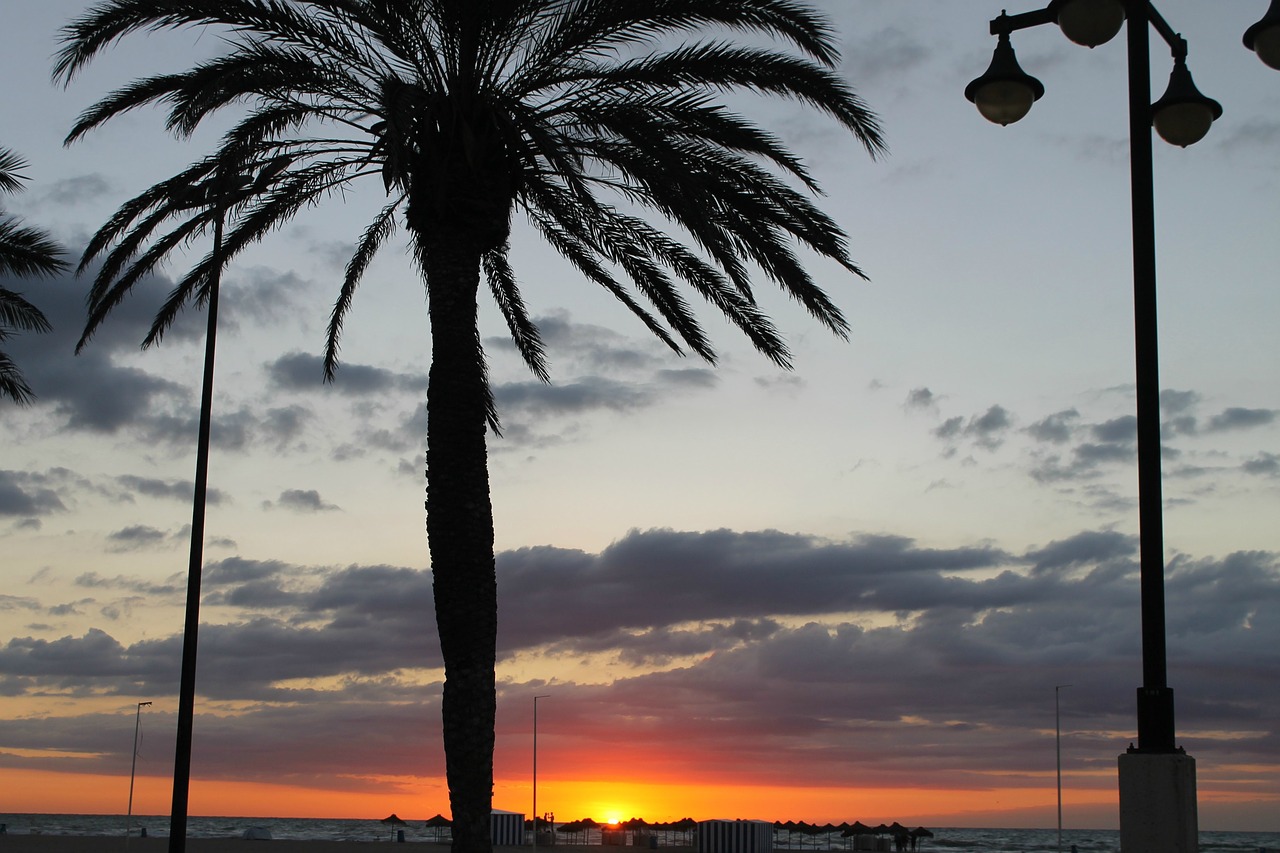 Image - tree dark sky clouds sunset