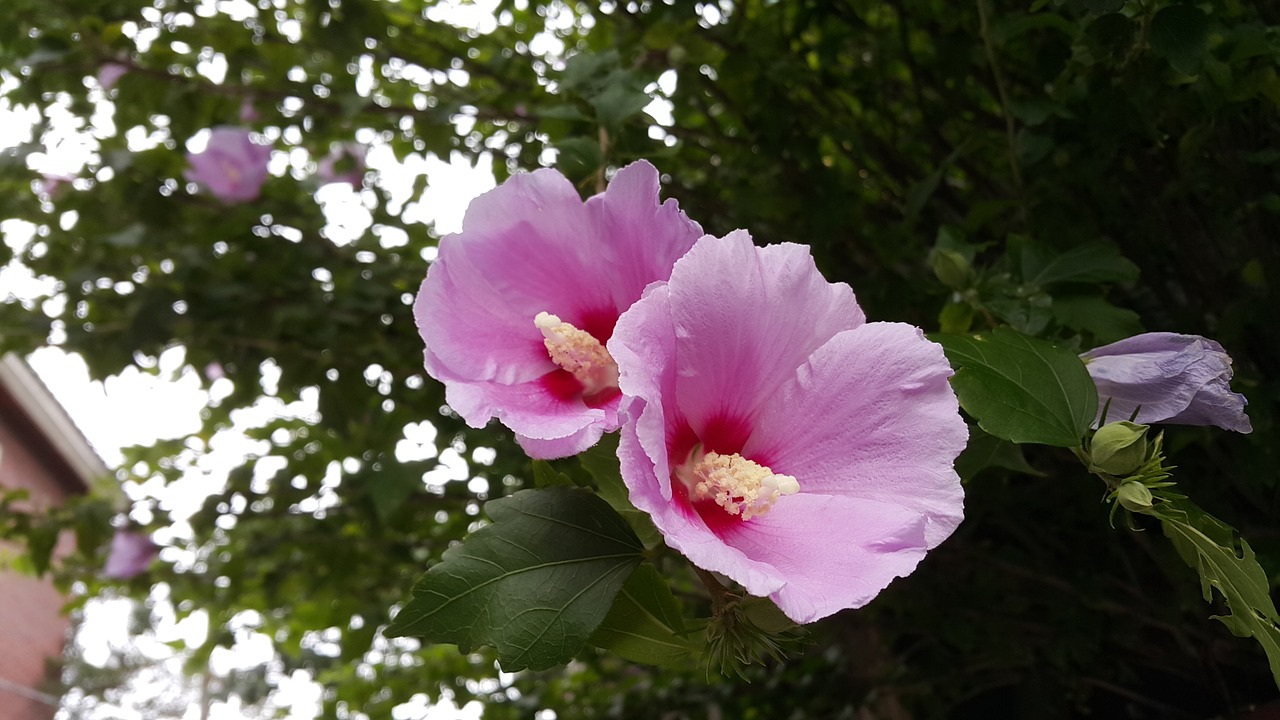 Image - rose of sharon korea