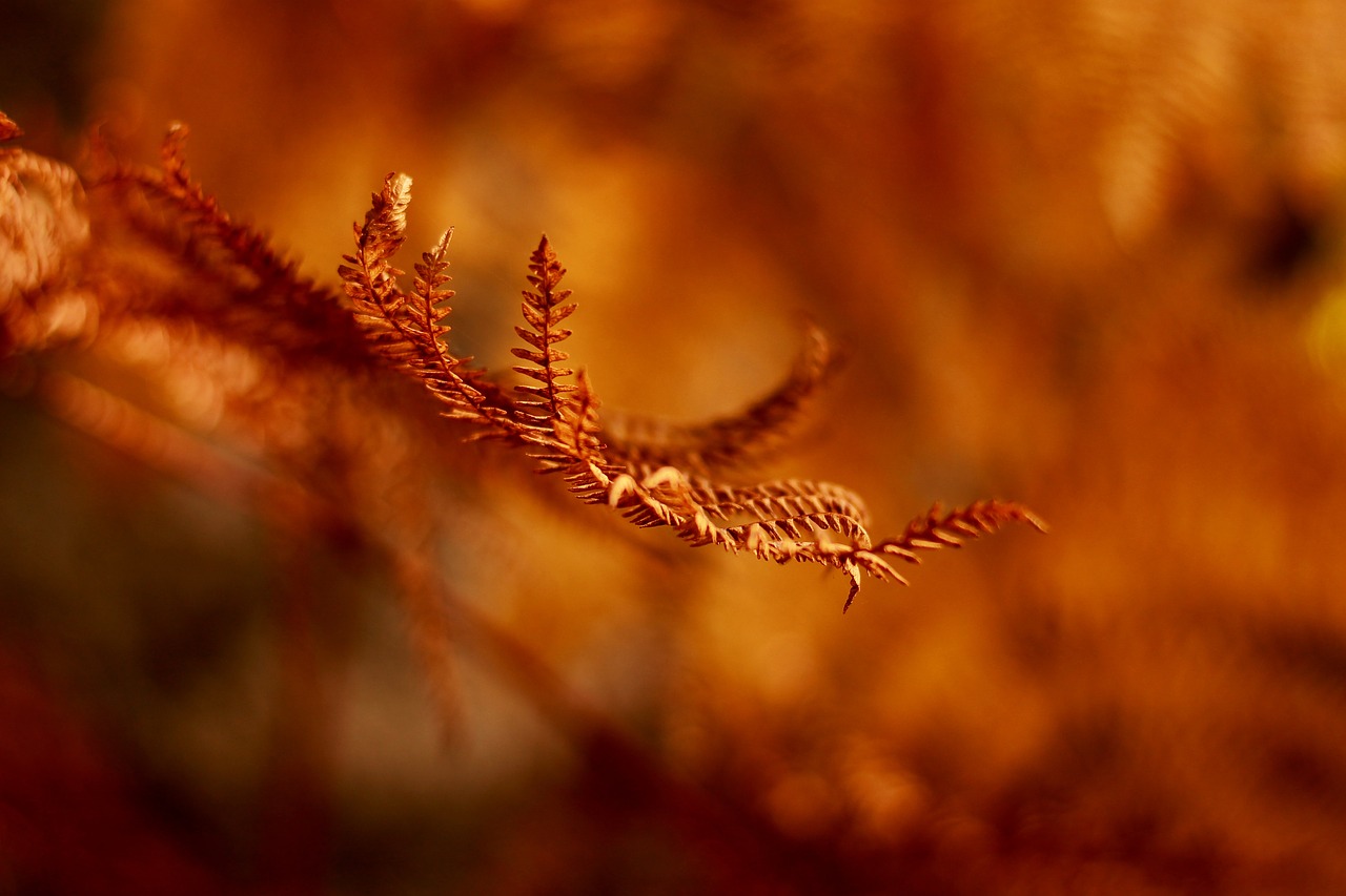 Image - blur leaf plant nature grass