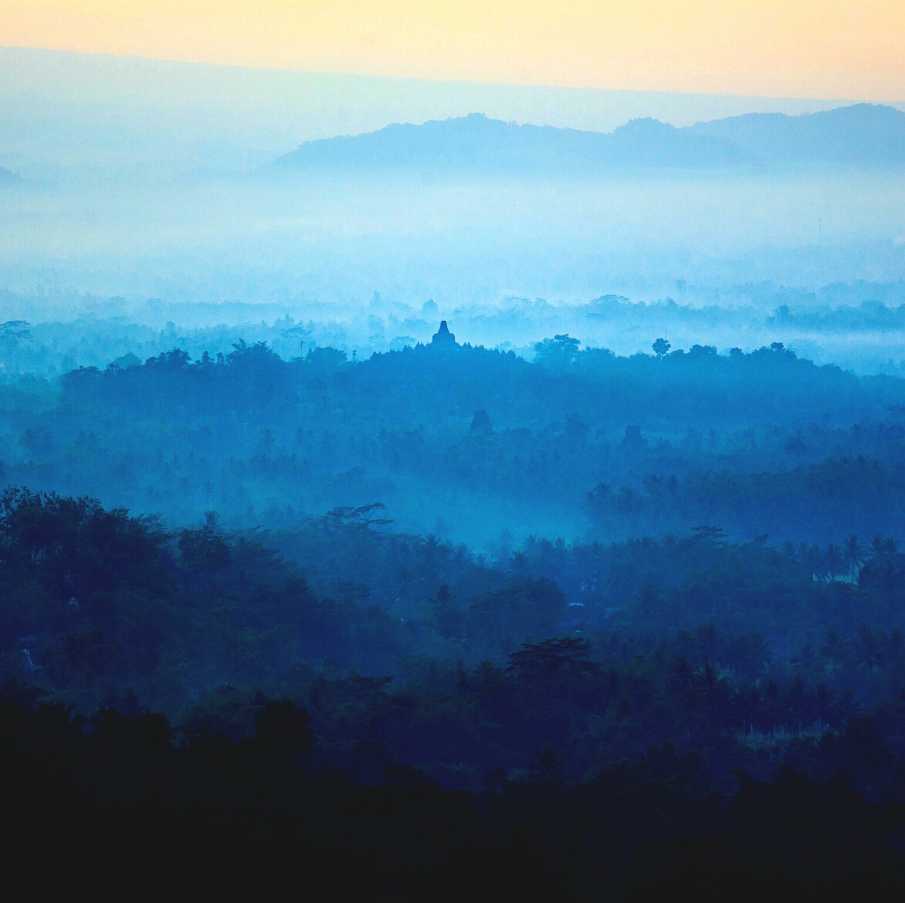 Image - dark blue trees plant nature